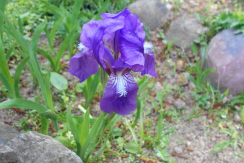 Iris_aphylla_ssp._hungarica_2016-05-09_0020