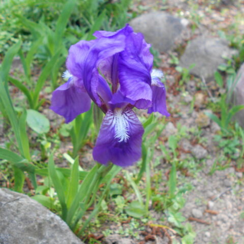 Iris_aphylla_ssp._hungarica_2016-05-09_0020