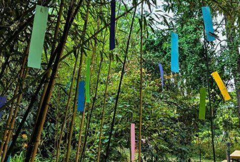 Japan tanabata fesztival Varga Márton Technikum Japánkert