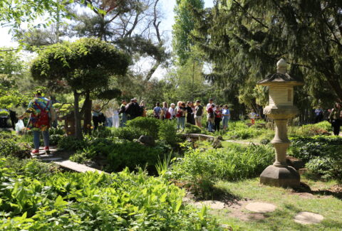 Japánkerti nap 2026 04 18