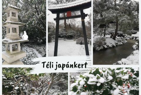 Tél a kertben 2025_01_16