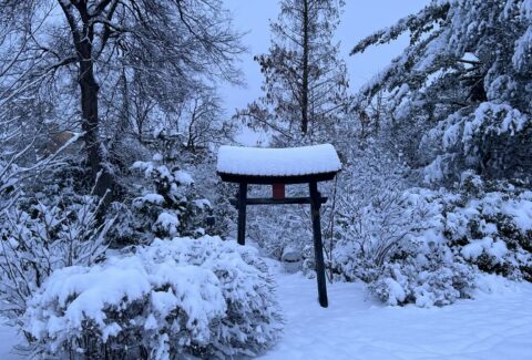 Torii kapu télen a zuglói japánkertben 2026