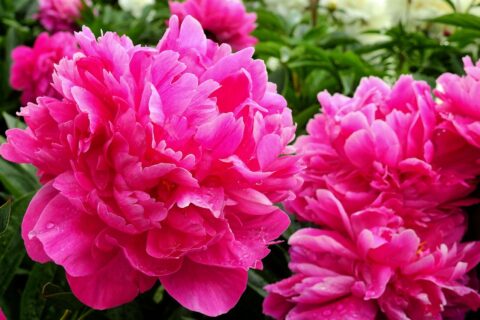 Bru no flower 2370950 1280