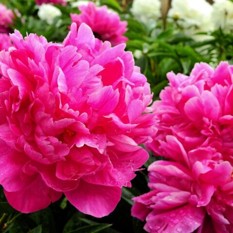 Bru no flower 2370950 1280