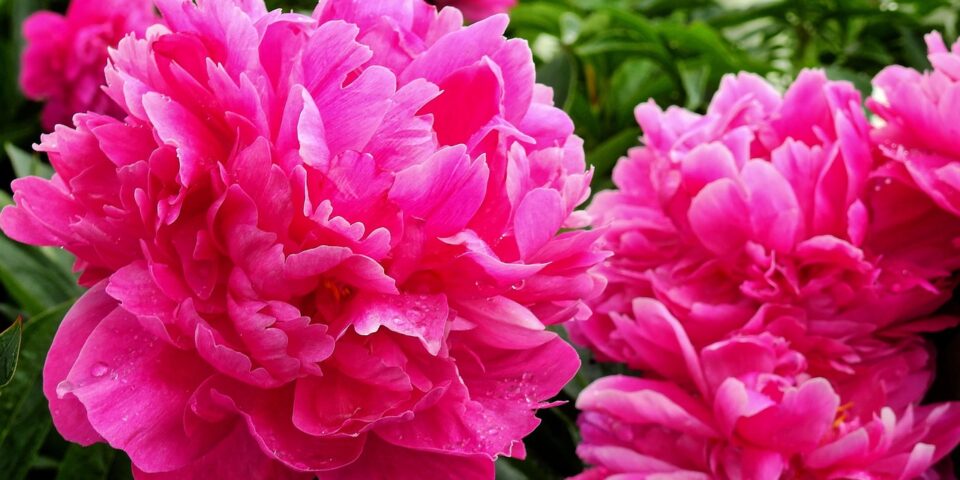 Bru no flower 2370950 1280