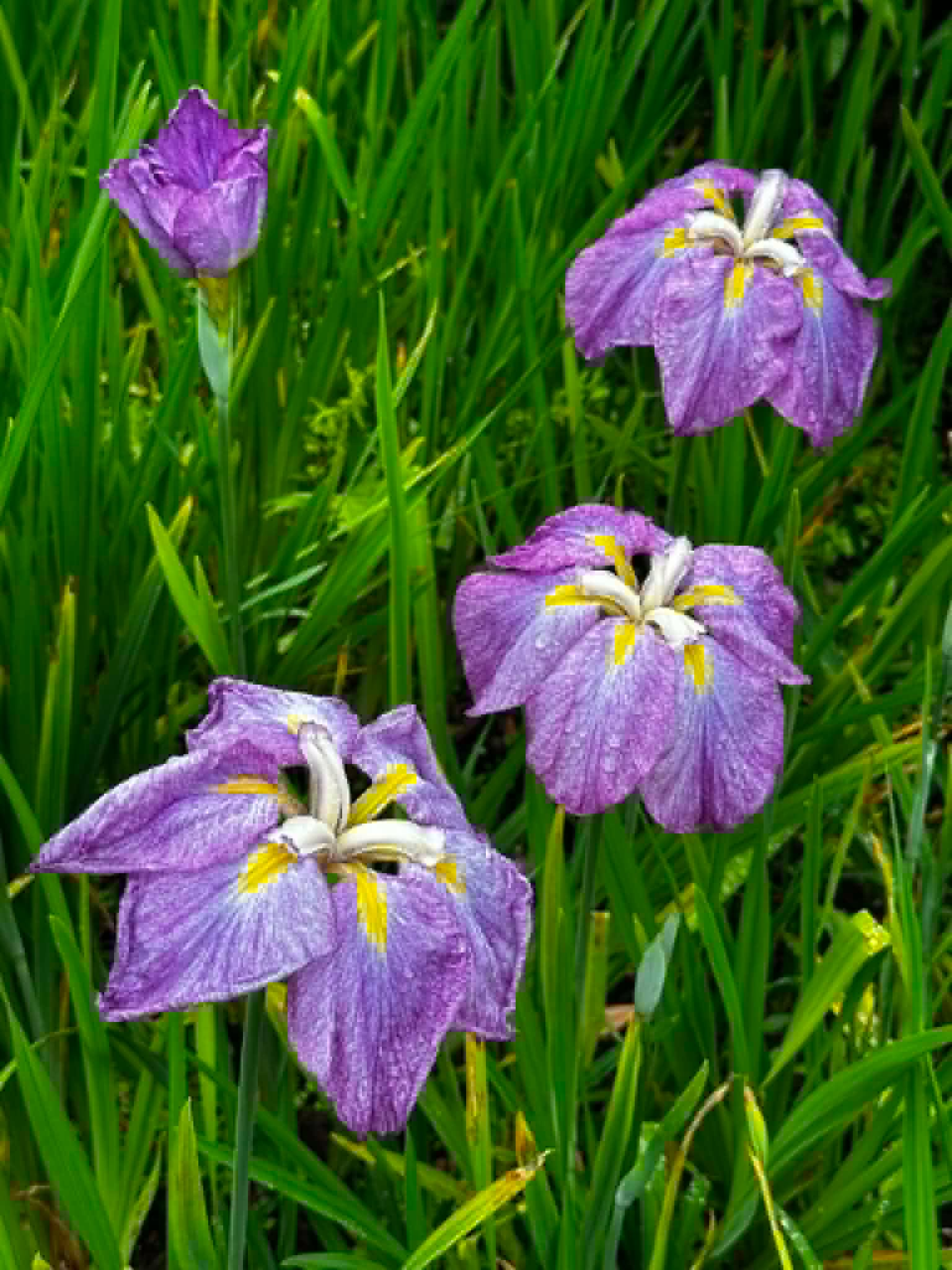 Image (6)
