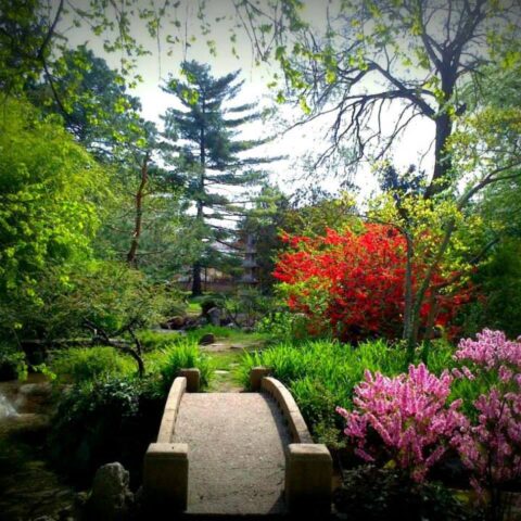 Japánkert1