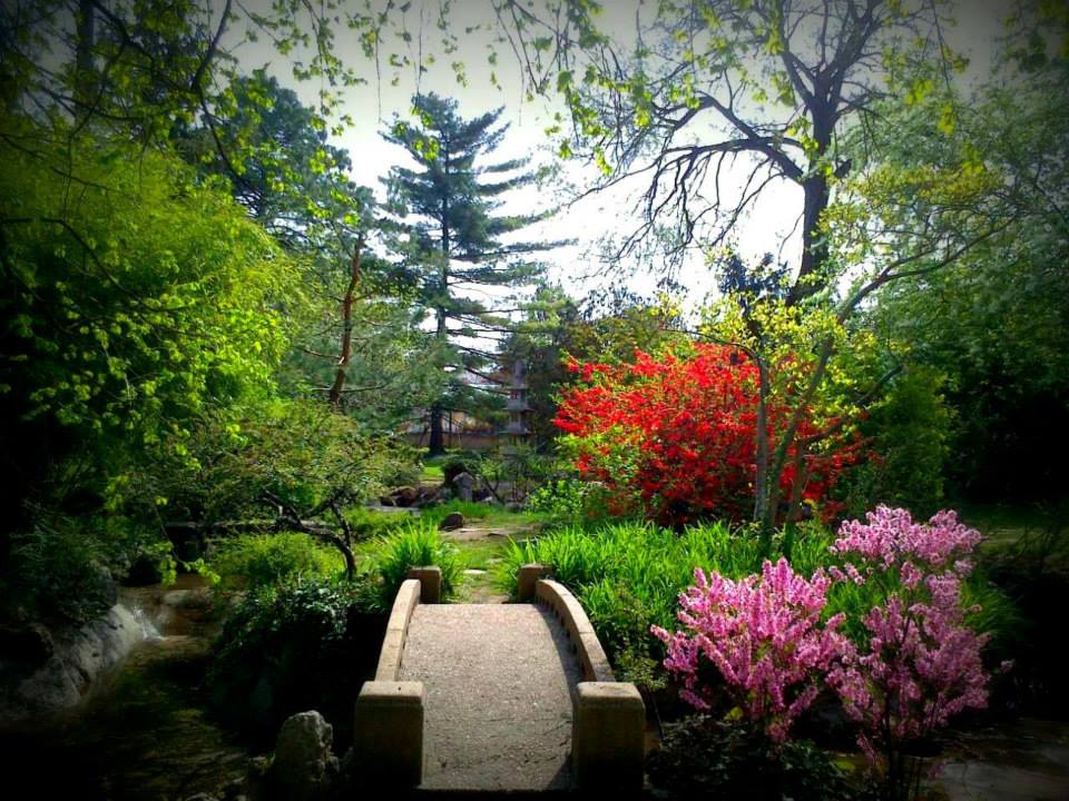 Japánkert1