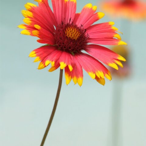 kokarda-flower-5342597_1280