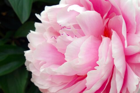peony-3424255_1280