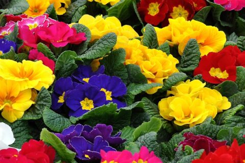 Szjeno09190 primrose 1228935 1920