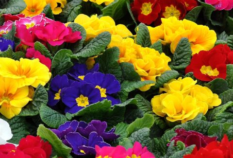 Szjeno09190 primrose 1228935 1920