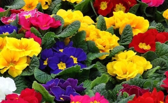 Szjeno09190 primrose 1228935 1920