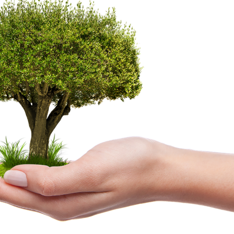 tree-1247796_1280